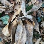 Helleborus odorus Leaf
