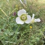 Calochortus gunnisonii Λουλούδι