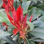 Photinia glabra Цвят