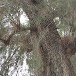 Casuarina cunninghamiana عادت داشتن