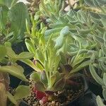 Crassula pubescens Лист