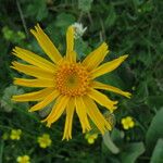 Arnica montana Flower