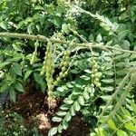 Sophora tomentosa Fruto