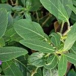 Ruellia humilis Folla