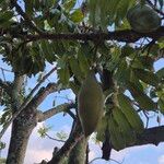 Castanospermum australe Frunză