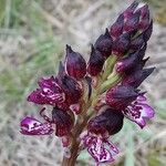 Orchis purpurea Kvet
