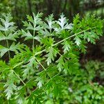 Libanotis pyrenaica 葉