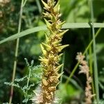 Myricaria germanica Fruit