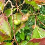 Neoshirakia japonica Frugt