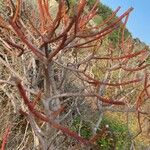 Euphorbia dendroides Leaf