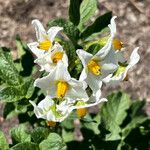 Solanum carolinense Blomma