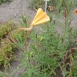 Oenothera stricta Kwiat