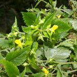 Calceolaria mexicana ᱵᱟᱦᱟ