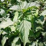 Ocimum carnosum Frunză