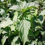 Ocimum carnosum List