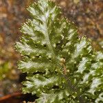 Trichomanes arbuscula Yaprak