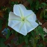 Ipomoea alba Blüte
