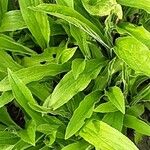 Digitalis grandiflora Leaf