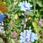 Myosotis alpestrisFlower