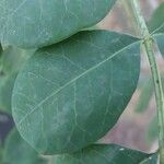 Sclerocarya birrea Лист