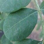 Sclerocarya birrea Blatt