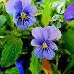 Viola tricolor Flower