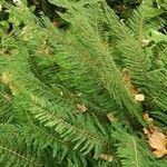 Polystichum setiferum Συνήθη χαρακτηριστικά