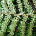 Polystichum setiferum Blad