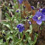 Veronica fruticansFleur