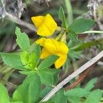 Lotus corniculatus പുഷ്പം