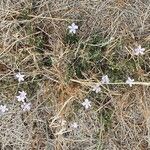 Barleria delamerei Habit