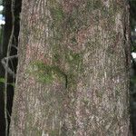 Sideroxylon borbonicum Kabuk