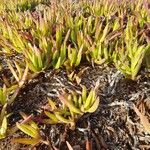 Carpobrotus edulis Агульны выгляд