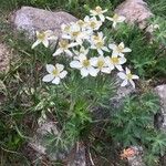 Anemonastrum narcissiflorum Habit