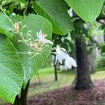 Styrax americanus Blüte