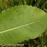 Klasea lycopifolia Blad