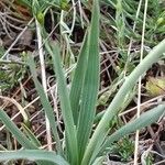 Ranunculus gramineus Hoja