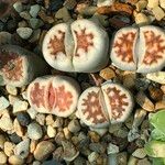 Lithops spp. Habit