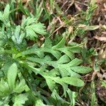 Lepidium coronopus Feuille