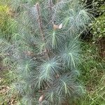 Pinus maximartinezii Frunză