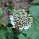 Astrantia majorKwiat