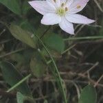 Lysimachia europaea Natur