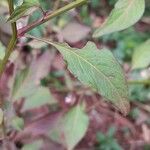 Celosia trigyna Leaf