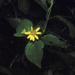 Tilesia baccata Flors