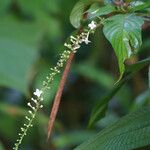 Gonzalagunia hirsuta Flower