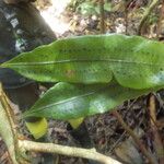 Microgramma thurnii Leaf