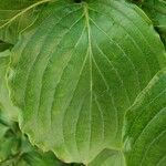 Cornus mas Leaf