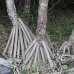 Pandanus tectorius Bark