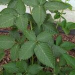 Rubus sulcatus পাতা