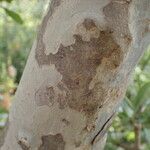 Gardenia ternifolia Bark